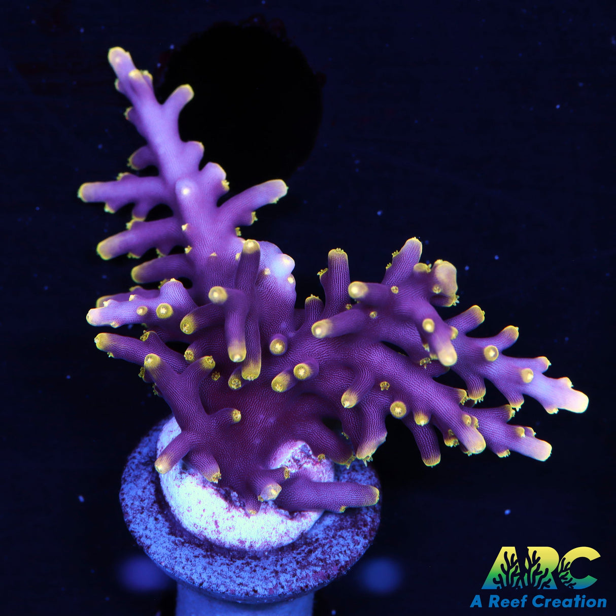 WWC Little Red Ferrari