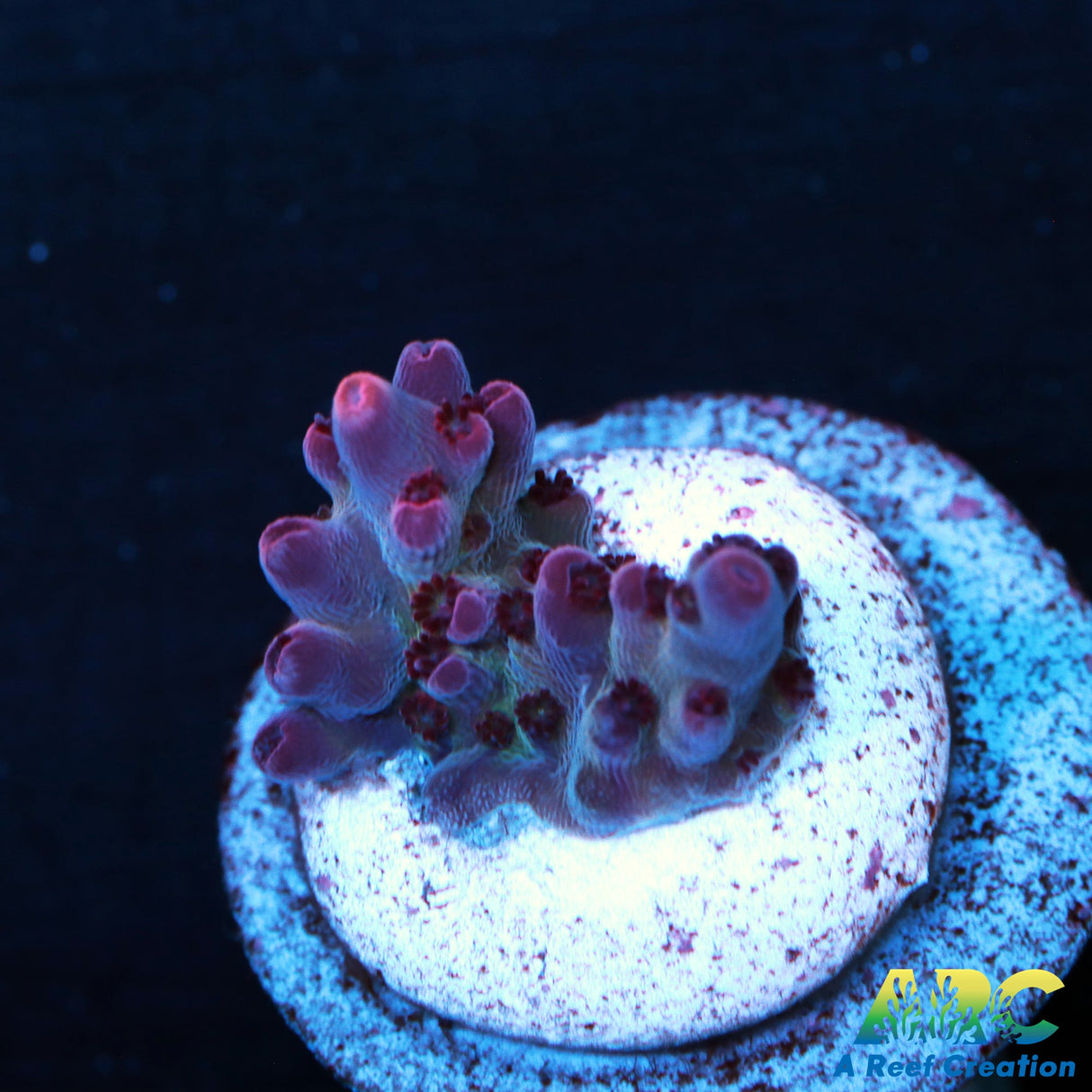 ARC Pomegranate Table