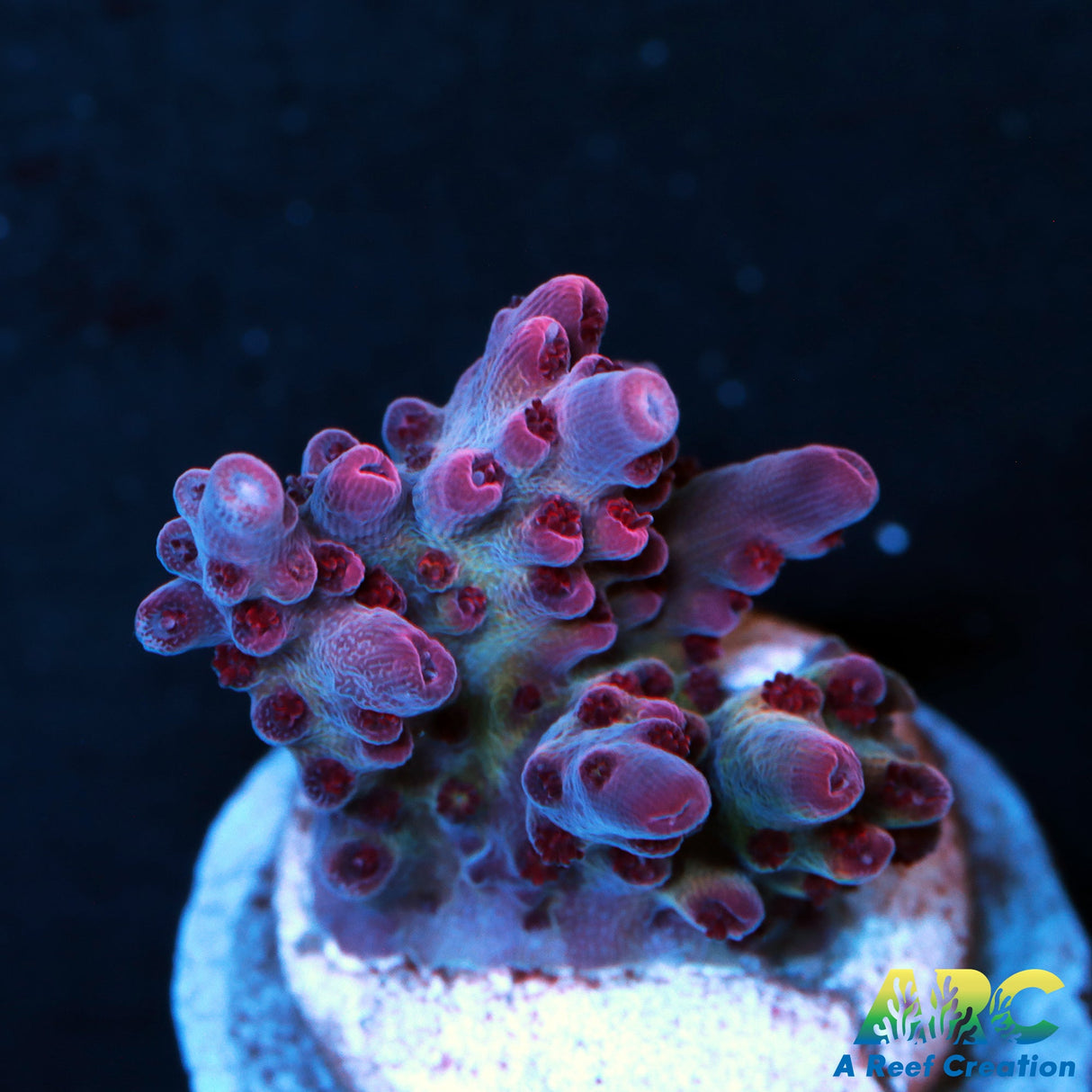 ARC Pomegranate Table