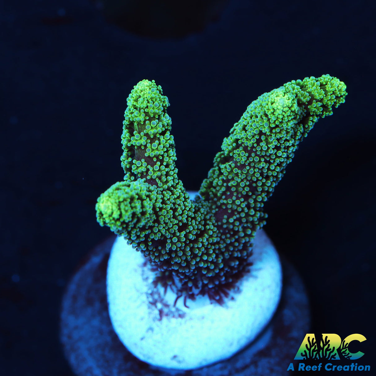 ORA Neon Green Birdsnest