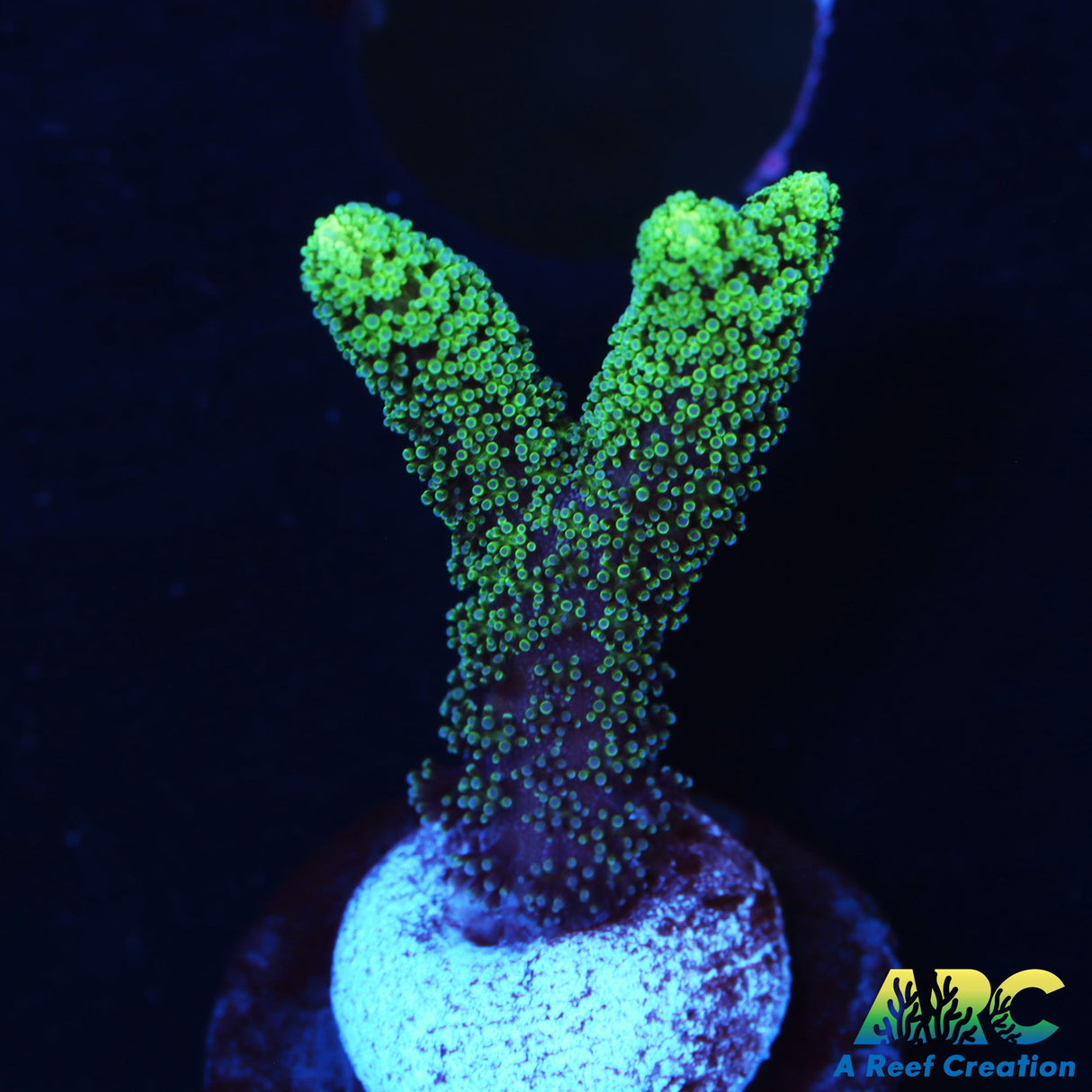 ORA Neon Green Birdsnest