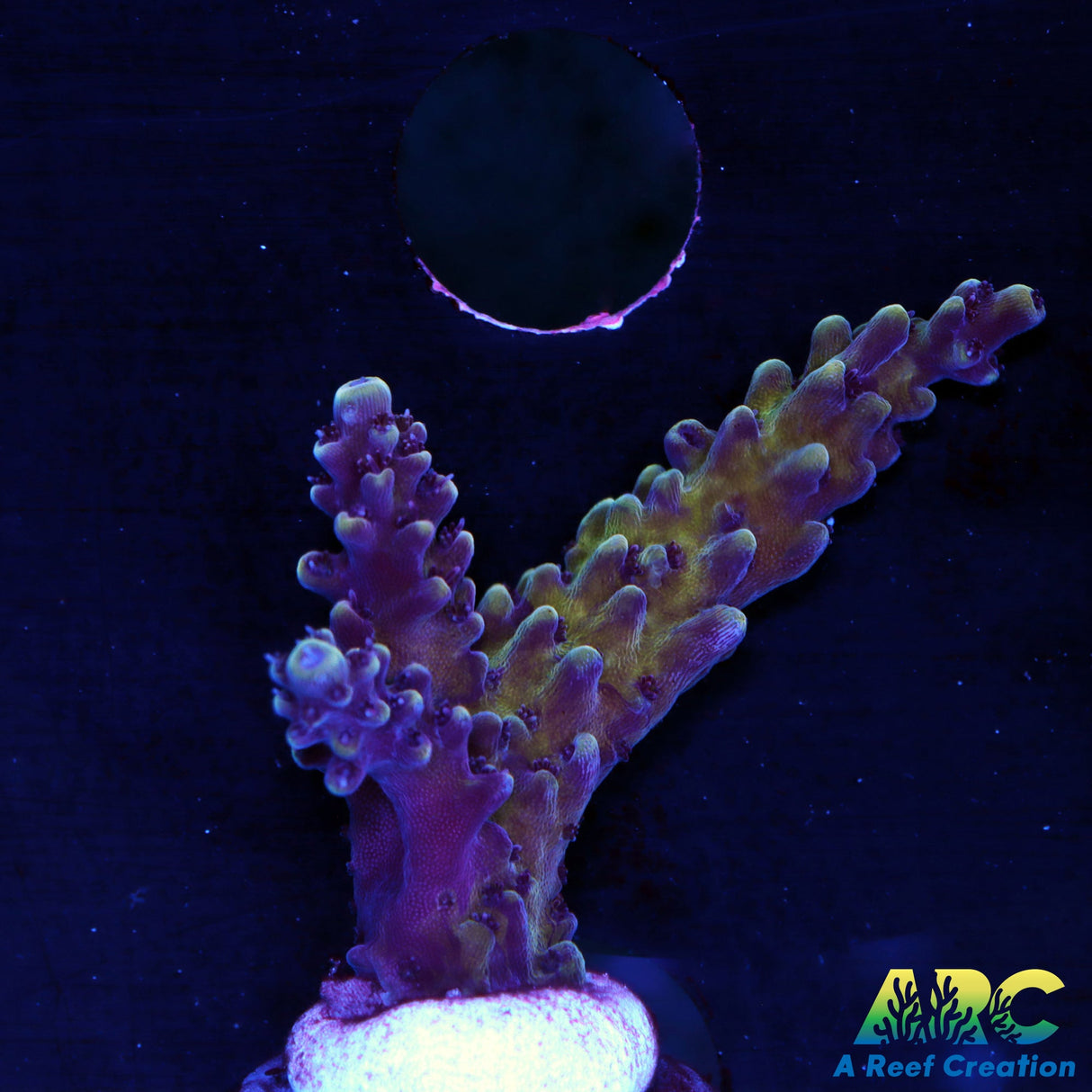 Sanjay's Concord Grape