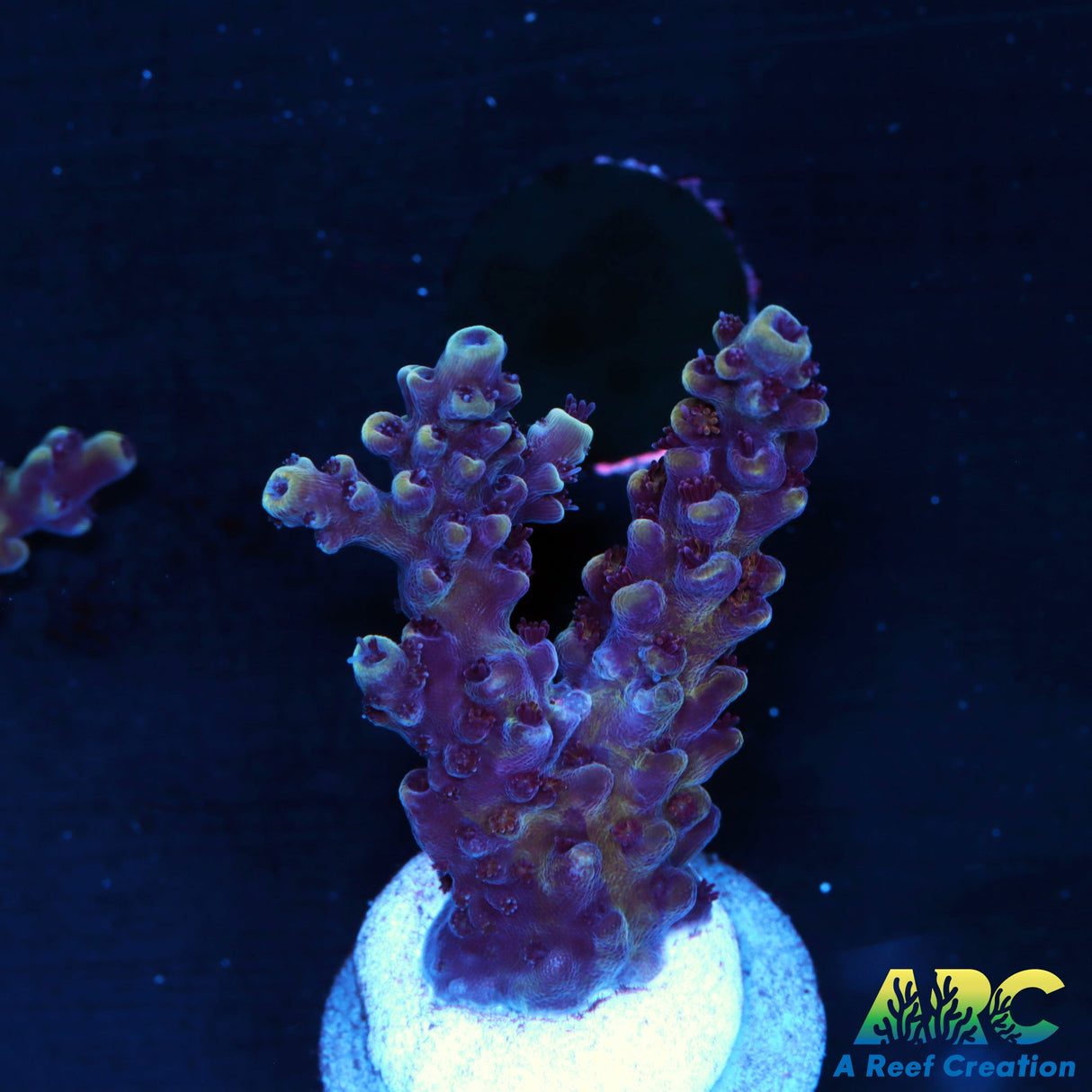 Sanjay's Concord Grape