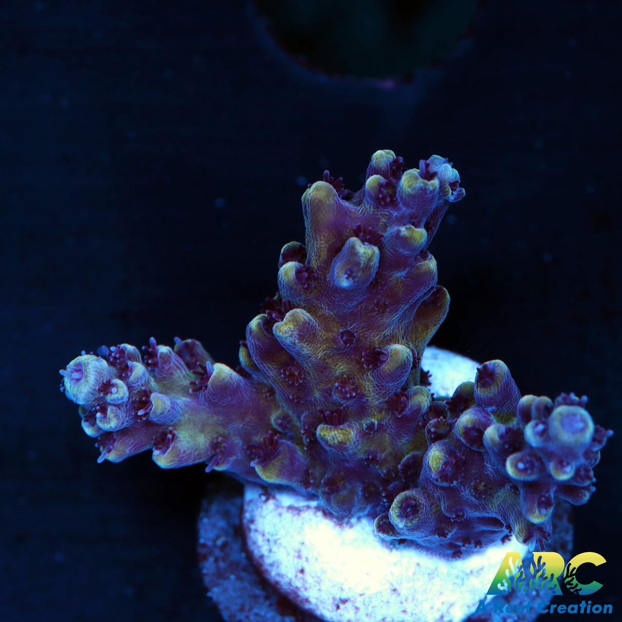 Sanjay's Concord Grape