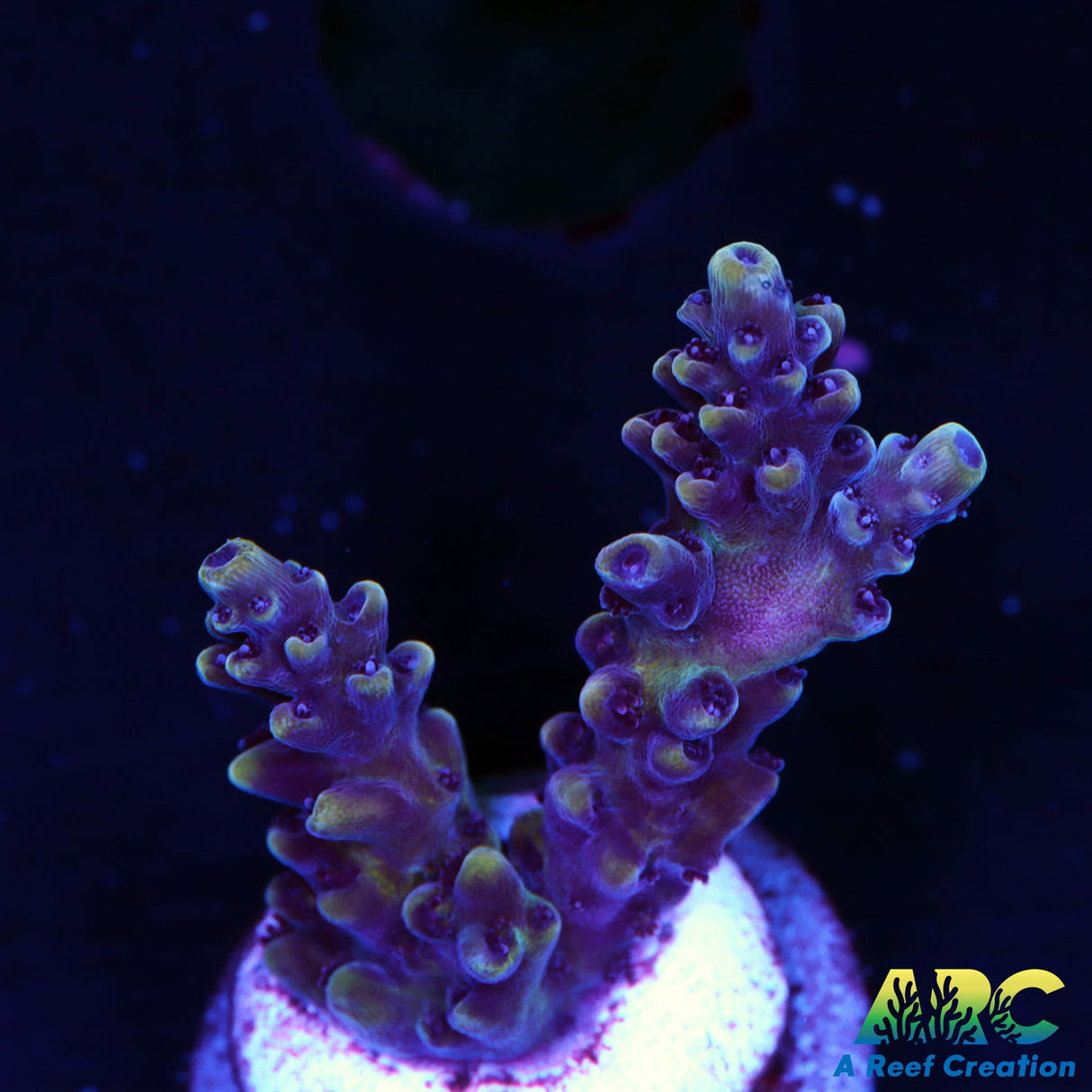 Sanjay's Concord Grape