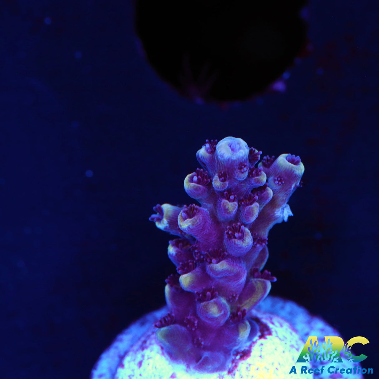 Sanjay's Concord Grape