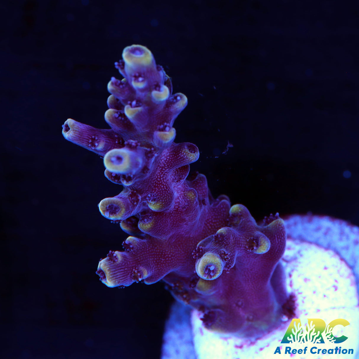 Sanjay's Concord Grape