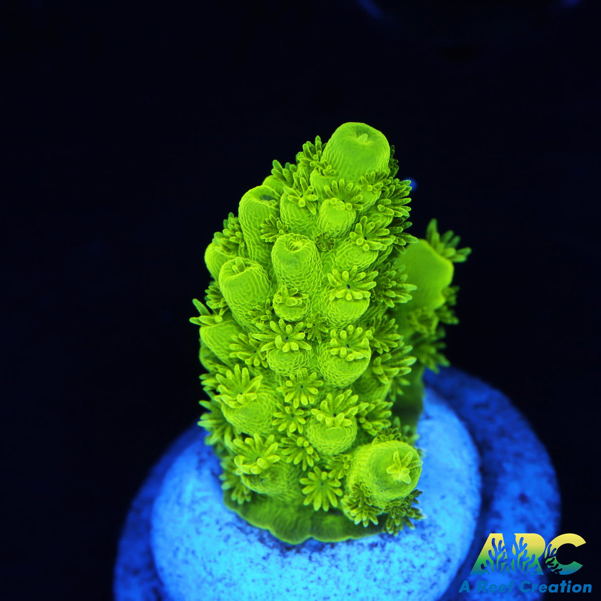 Jake Adam's Acropora florida