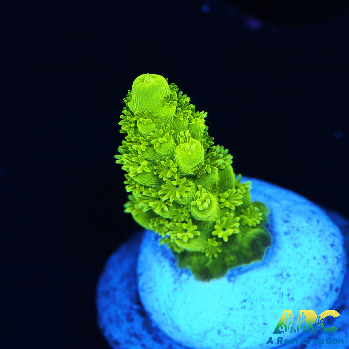 Jake Adam's Acropora florida