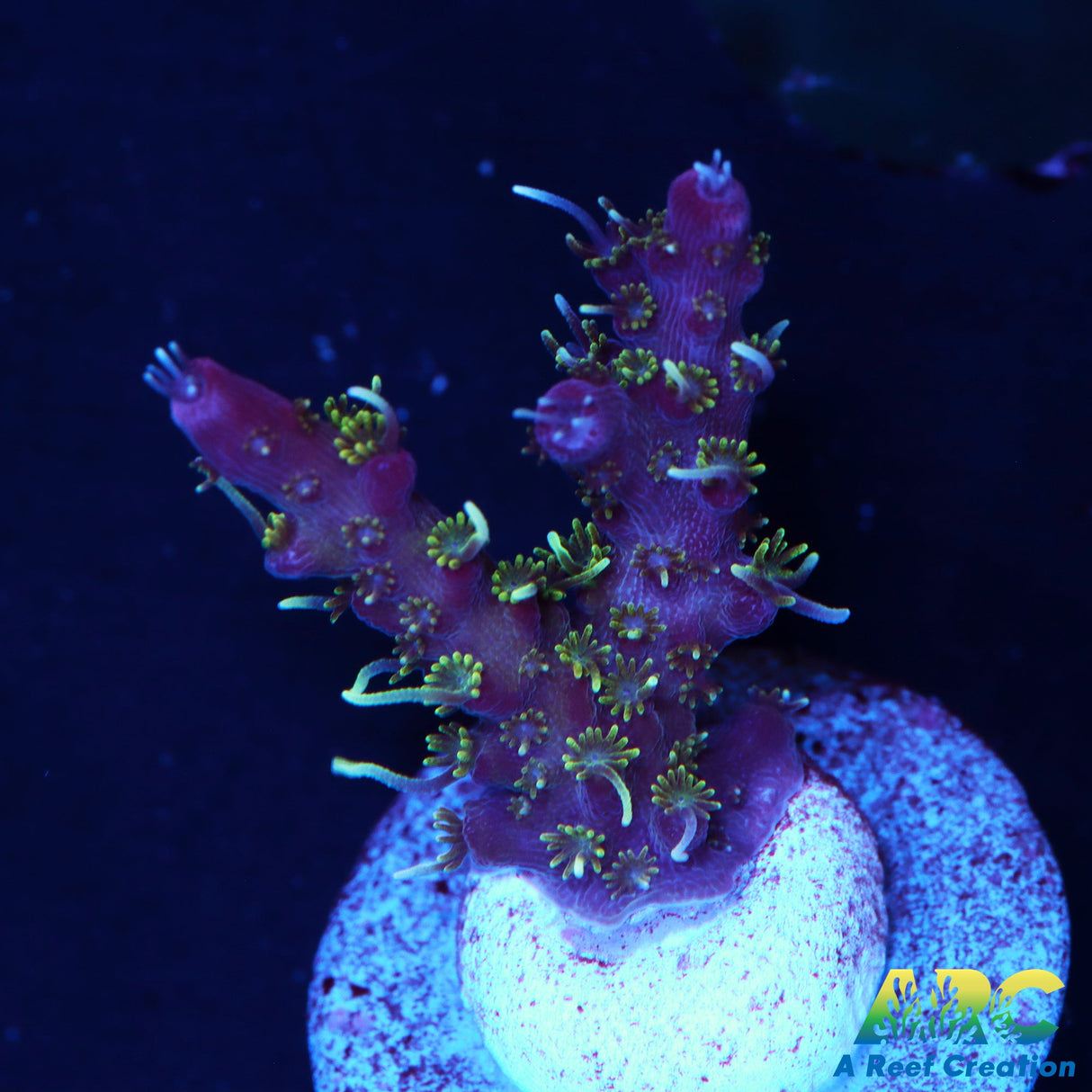 ARC Purple Hairy Monster