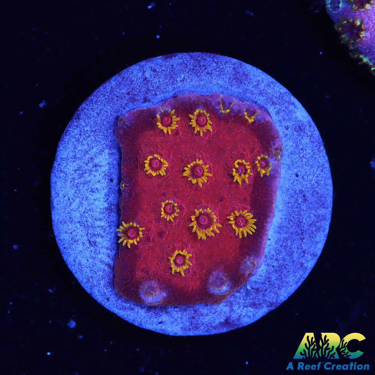 Candy Coral's Firewalker Cyphastrea