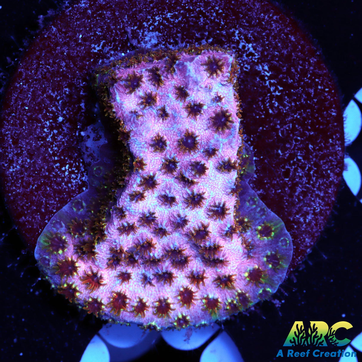 Skittles Bomb Cyphastrea