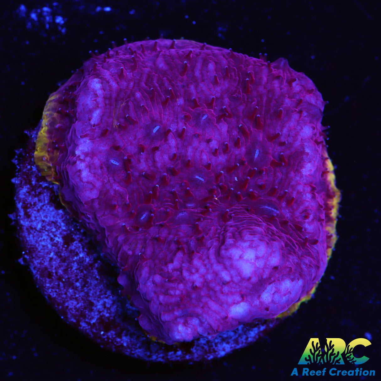 Purplicious Lithophylon