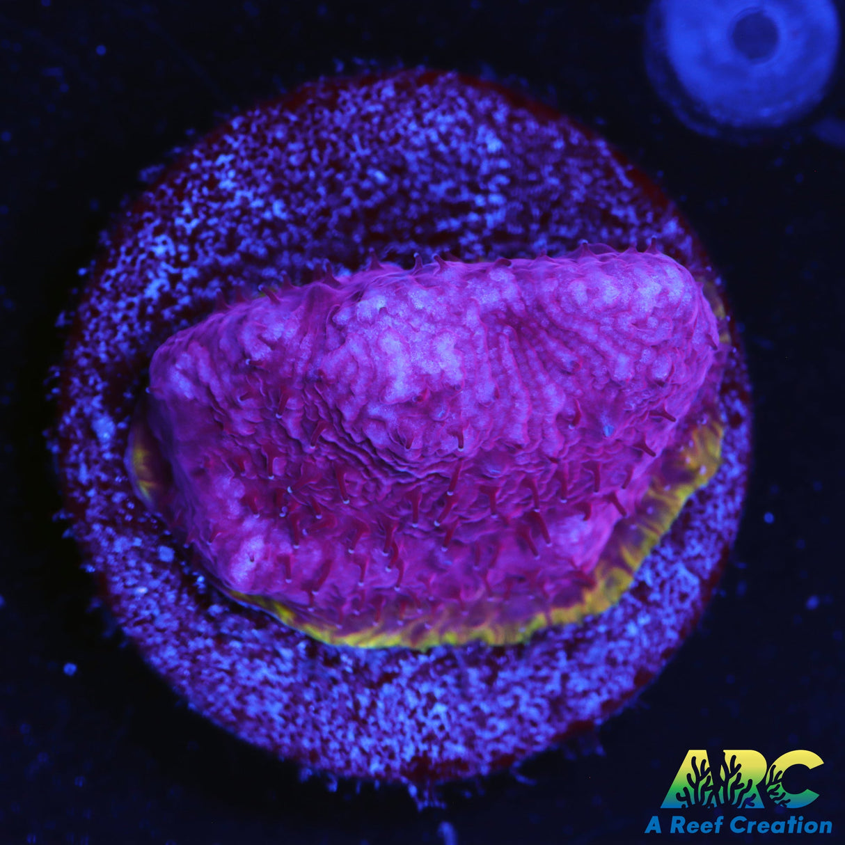 Purplicious Lithophylon