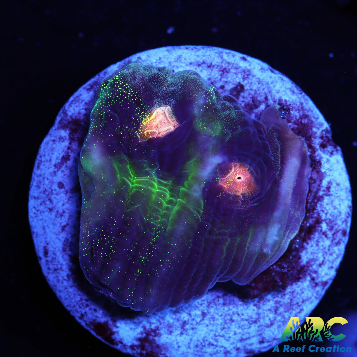 ARC Primal Fear Chalice