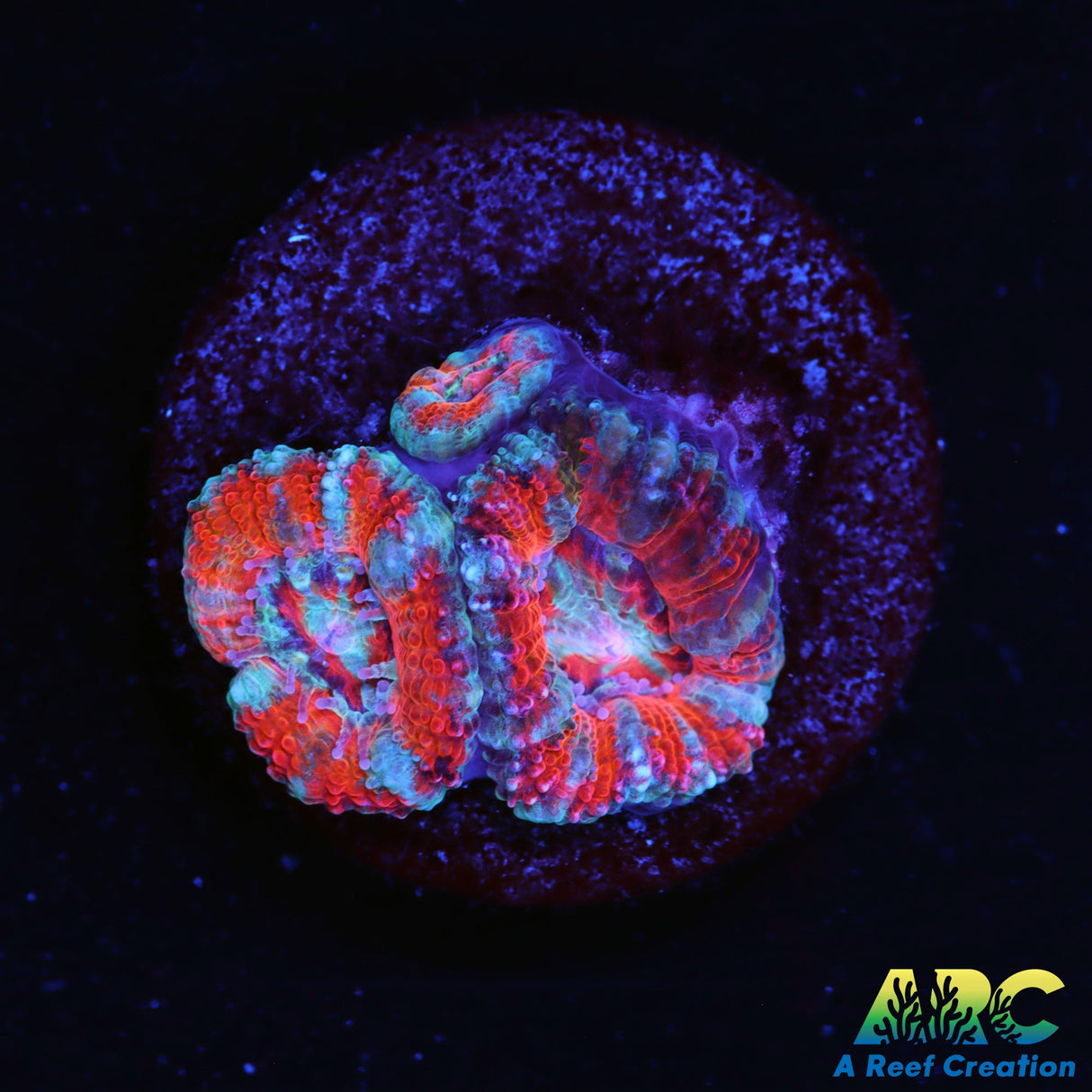 ARC Jolly Rancher Acan