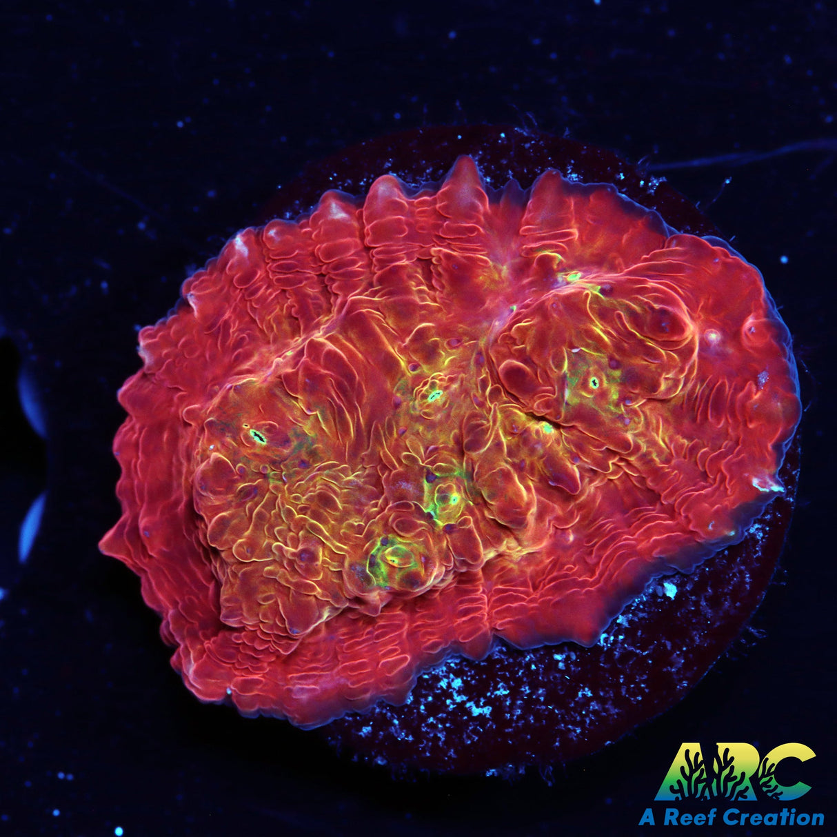 ARC Ludicrous Chalice