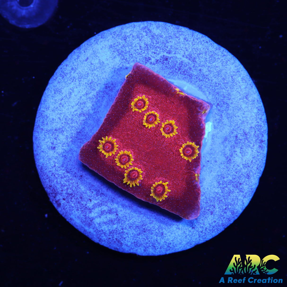 Candy Coral's Firewalker Cyphastrea