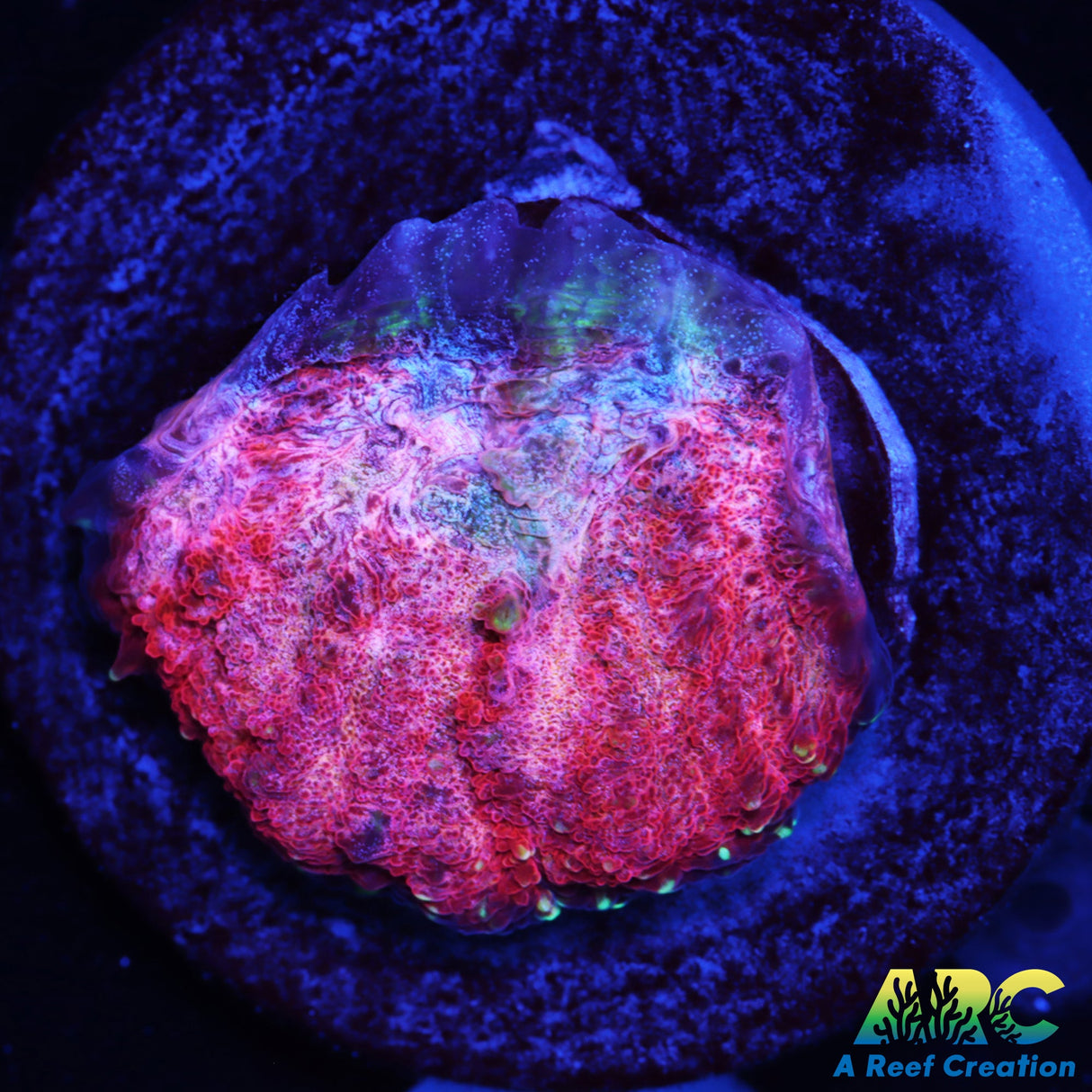 Cuzn Phil's Crazy Australomussa