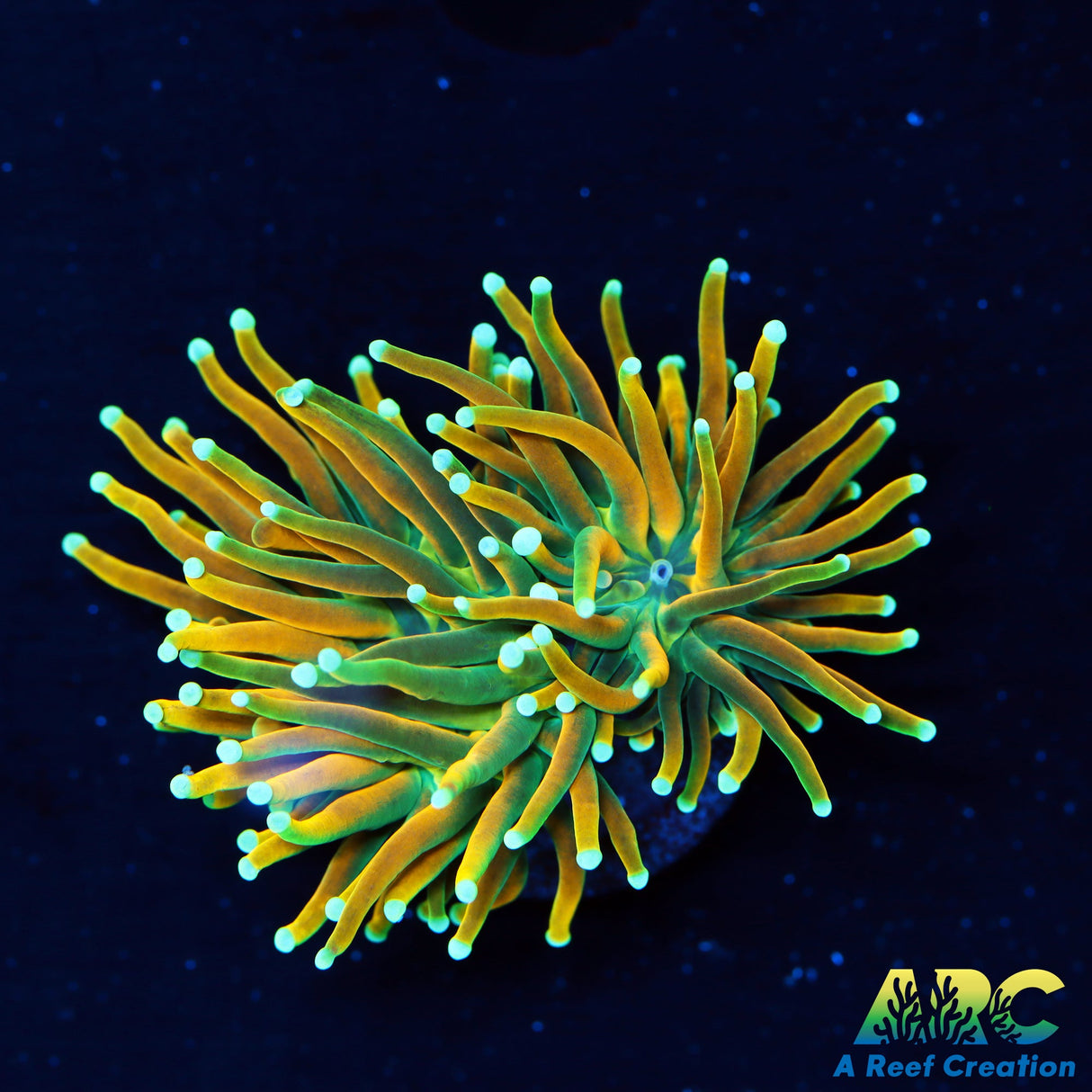 ARC Masterfire Torch Splitter