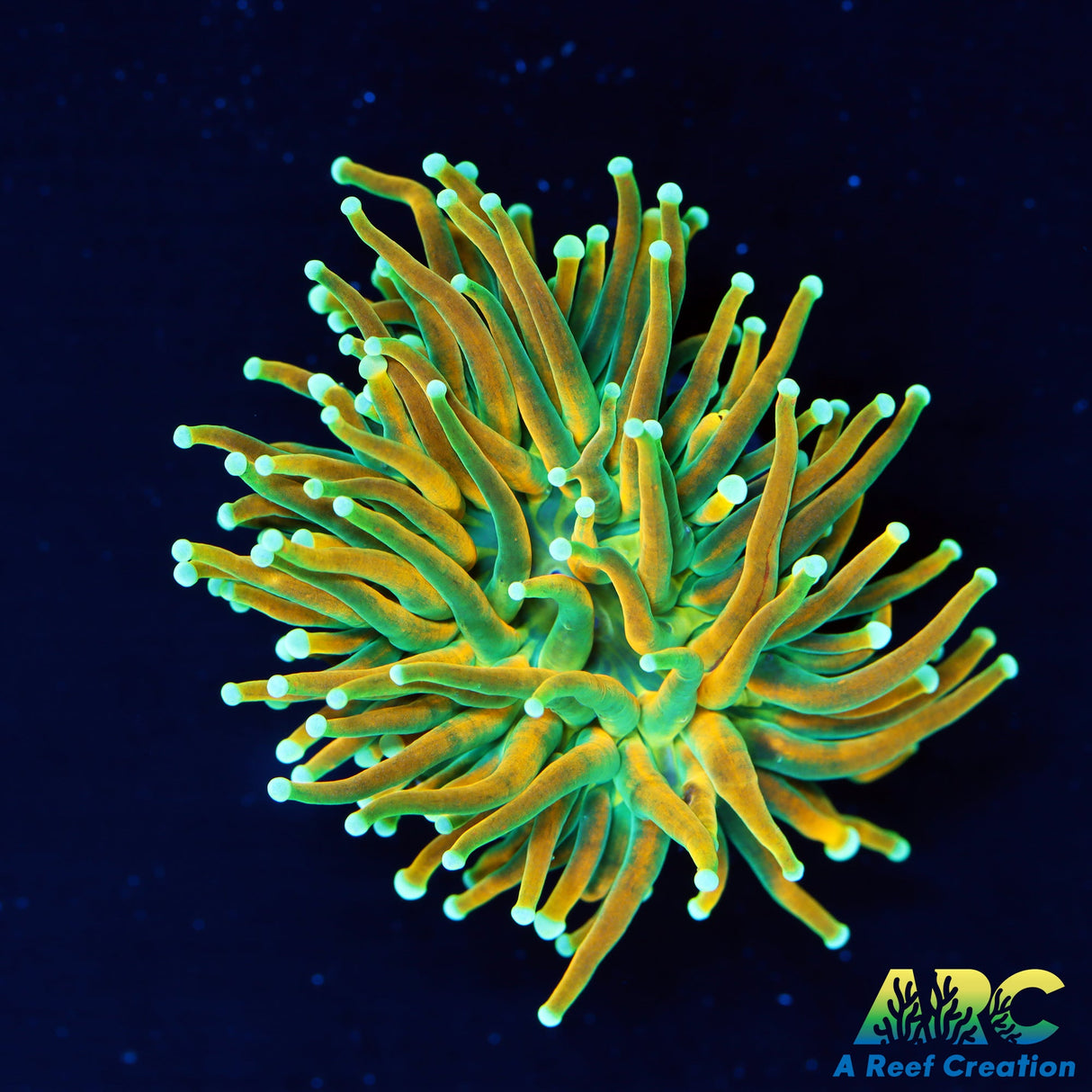 ARC Masterfire Torch