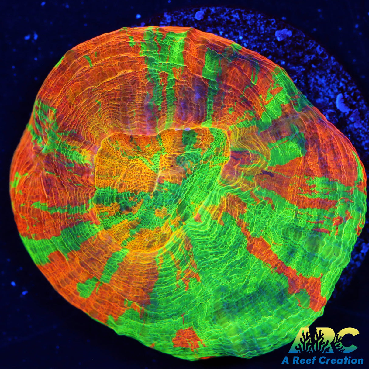 Ultra Bleeding Apple Cultured Scoly