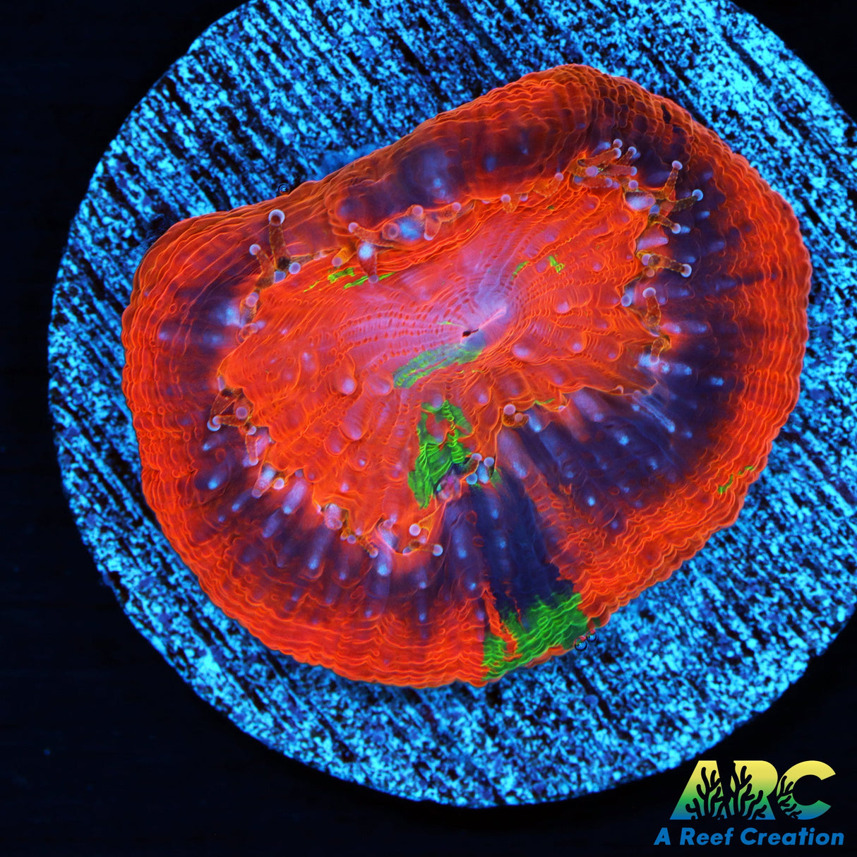 ARC Master Bowerbanki