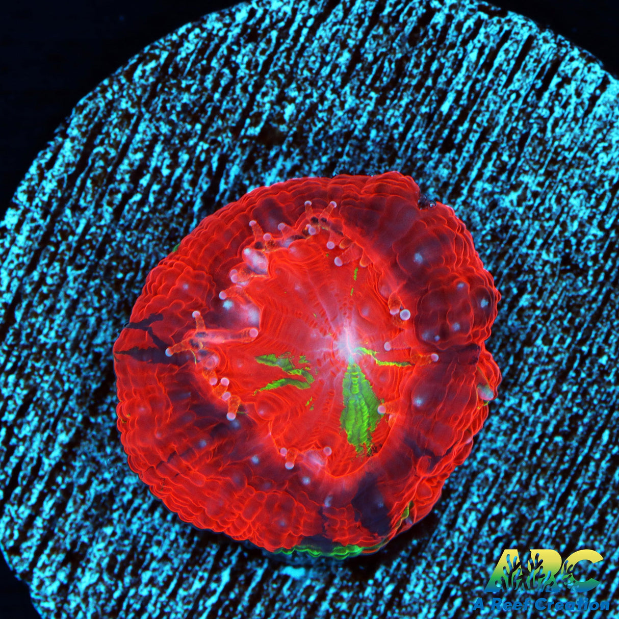 ARC Master Bowerbanki