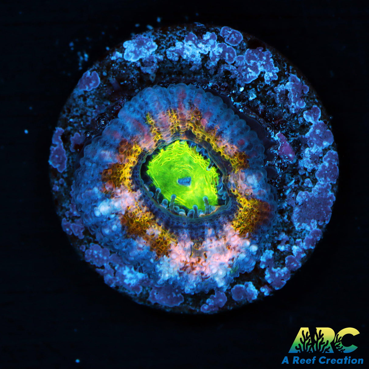 ARC Sabres Dance Acan