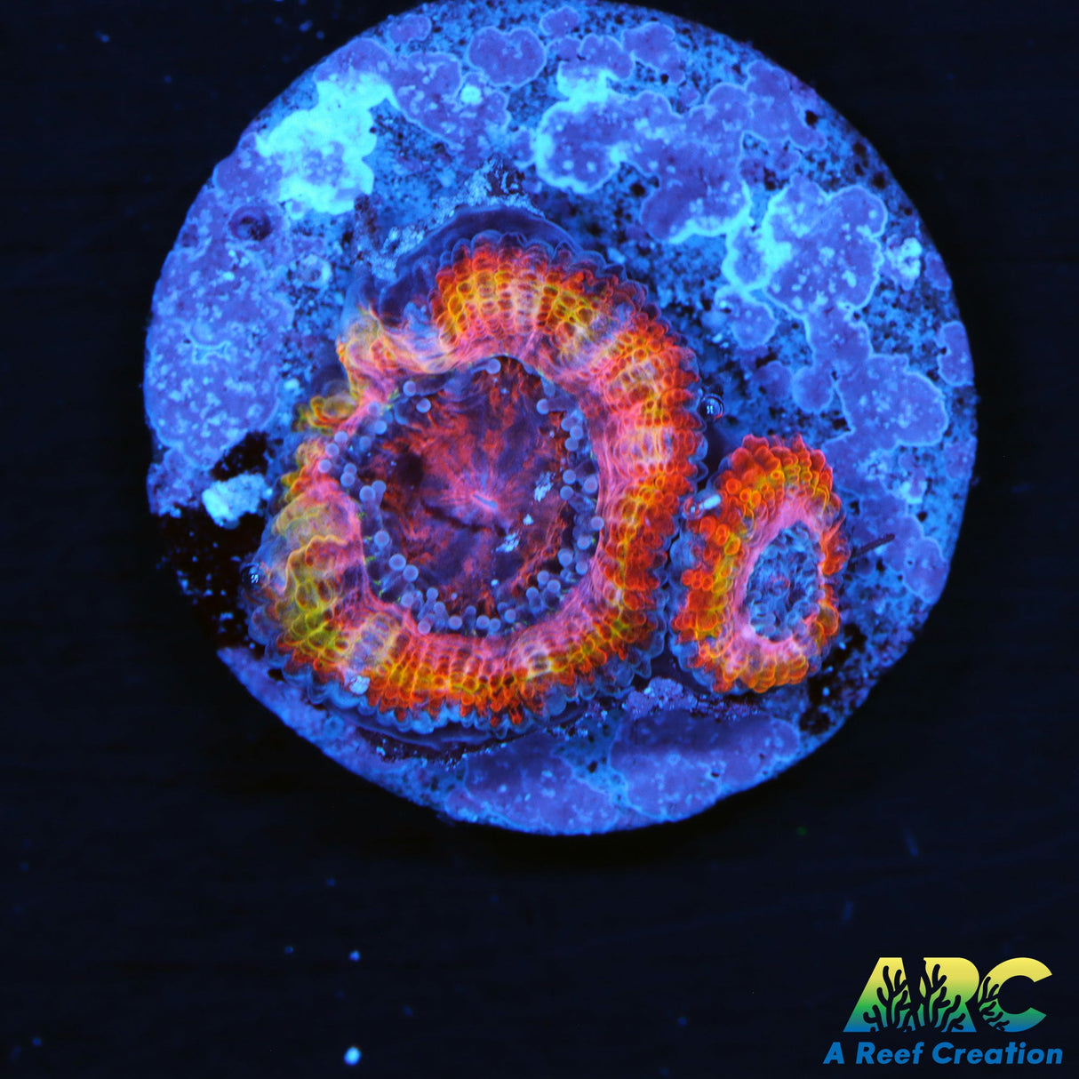 ARC Pink Dreams Acan