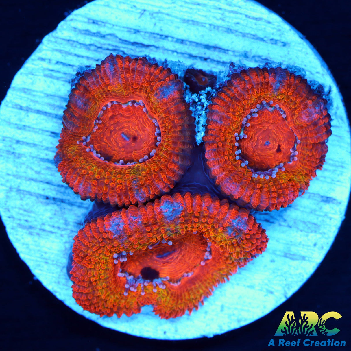 ARC Sunrise Acan