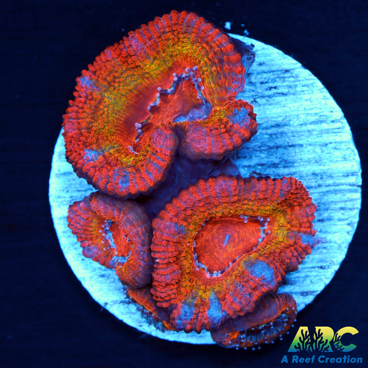 ARC Sunrise Acan