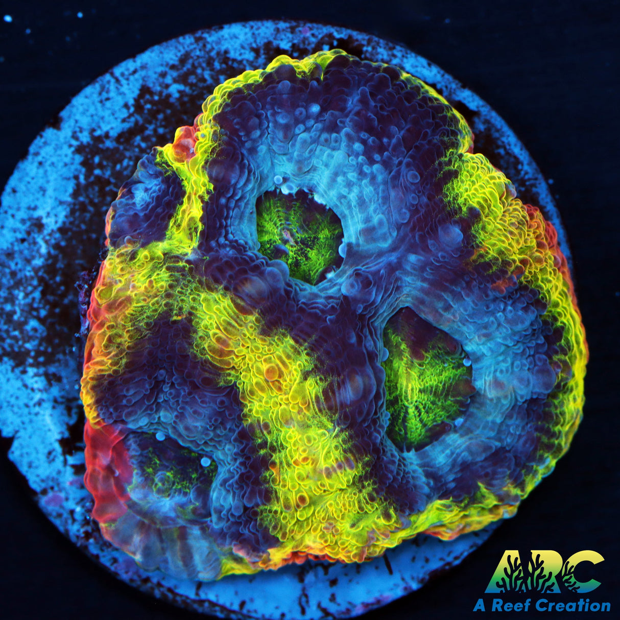 ARC Flaming Bugatti Bower