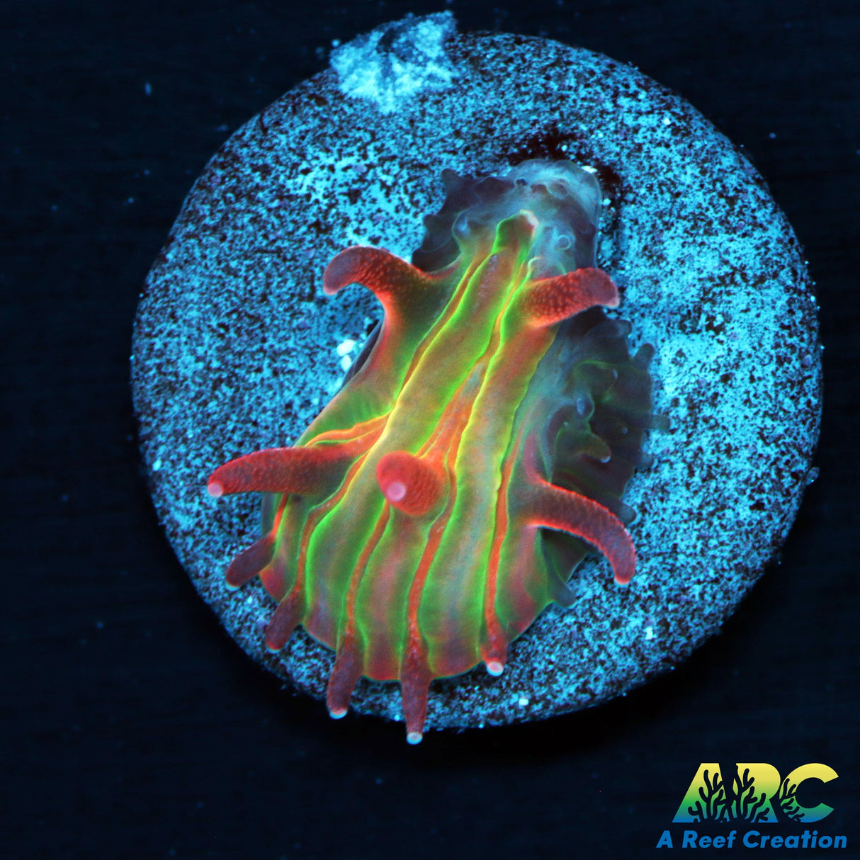 ARC Purple Hydra Diaseris Plate