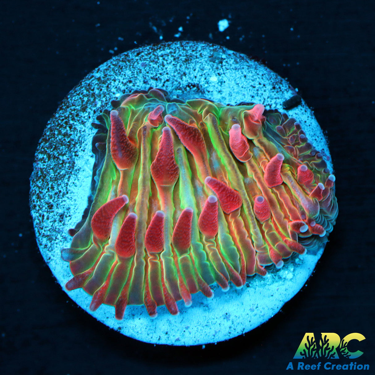 ARC Purple Hydra Diaseris Plate