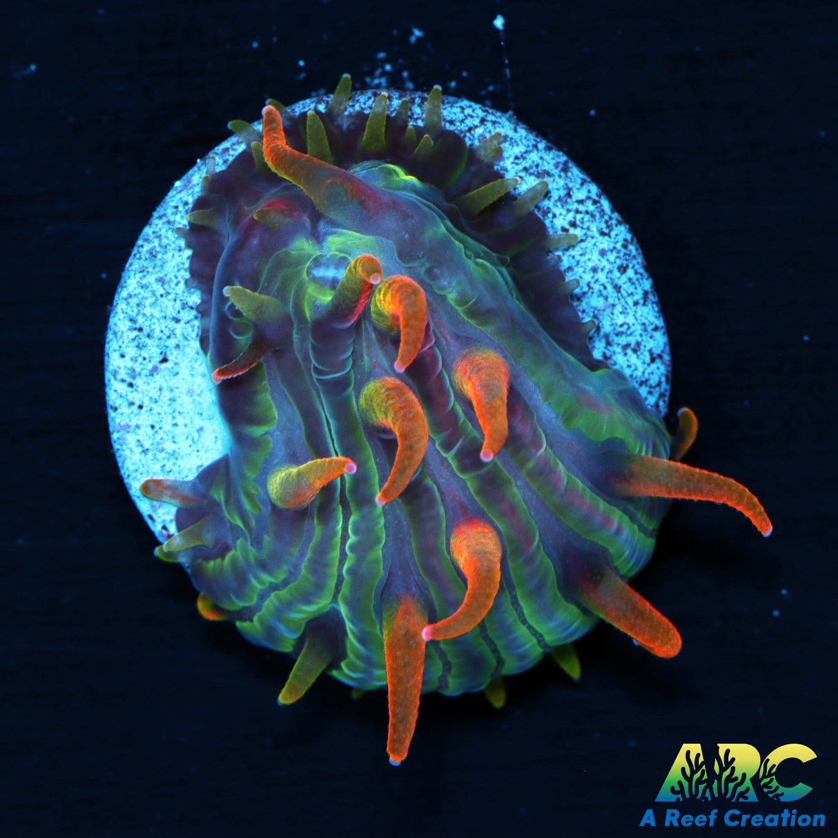ARC Flaming Hydra Diaseris Plate