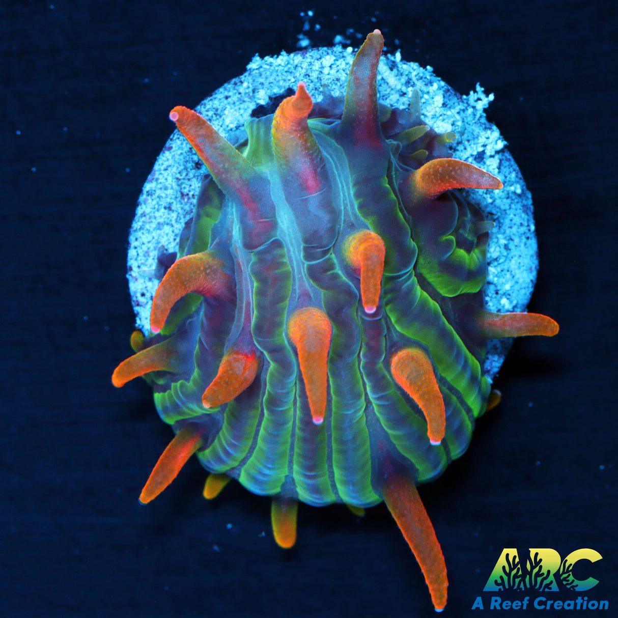 ARC Flaming Hydra Diaseris Plate