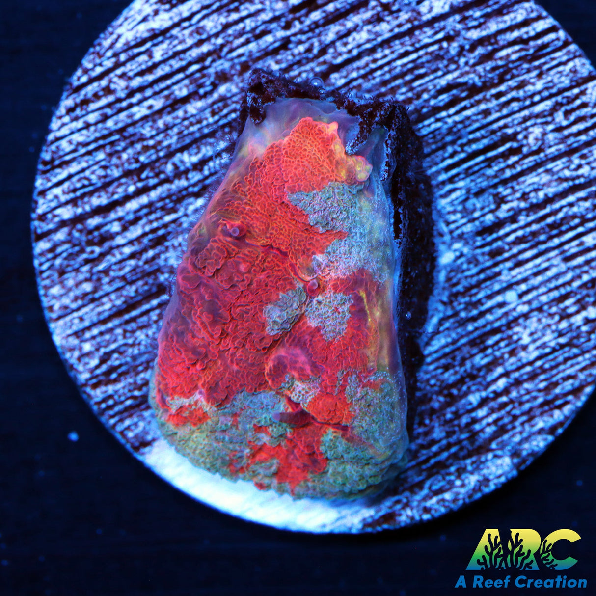 Fire + Ice Australomussa