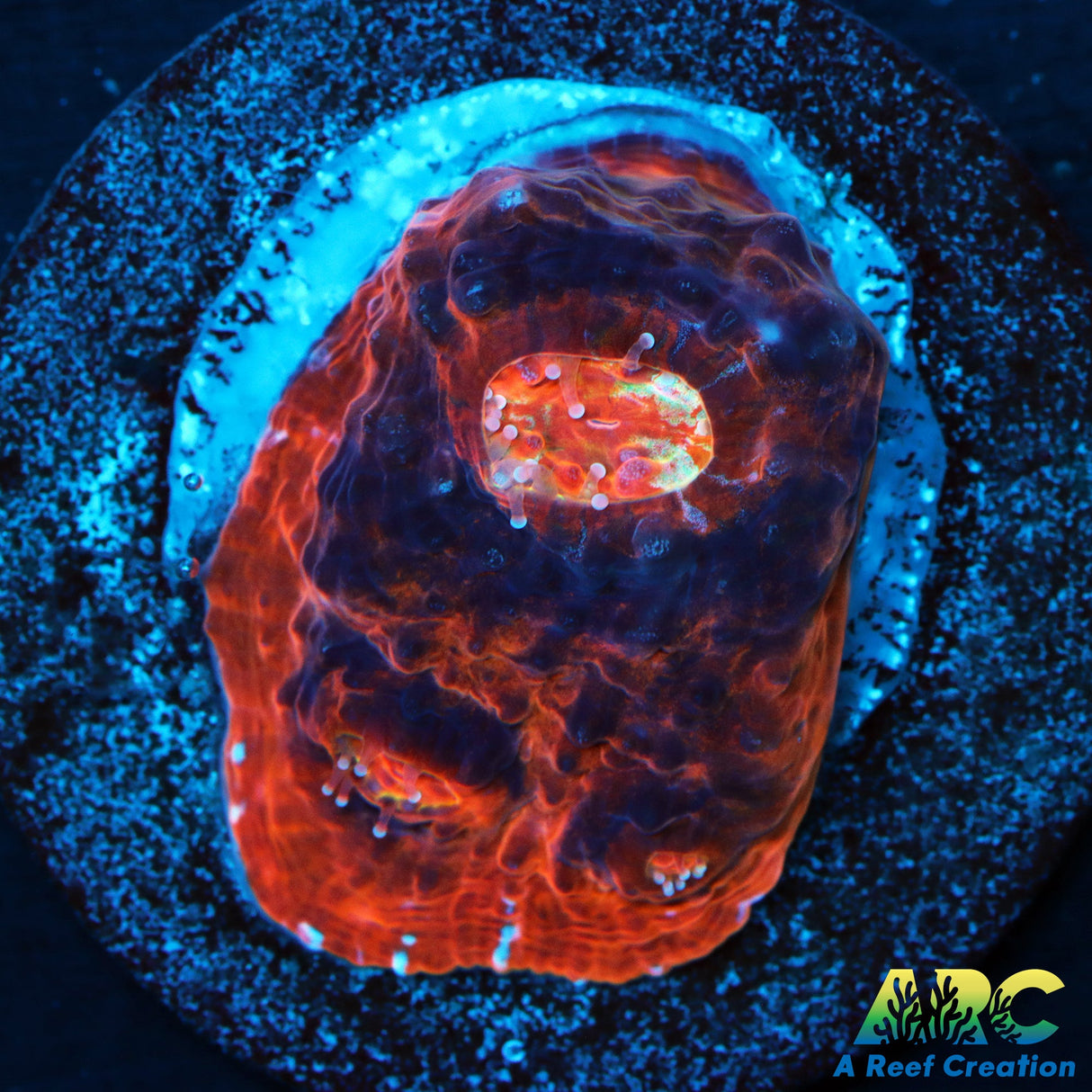 ARC Raging Rivers Chalice