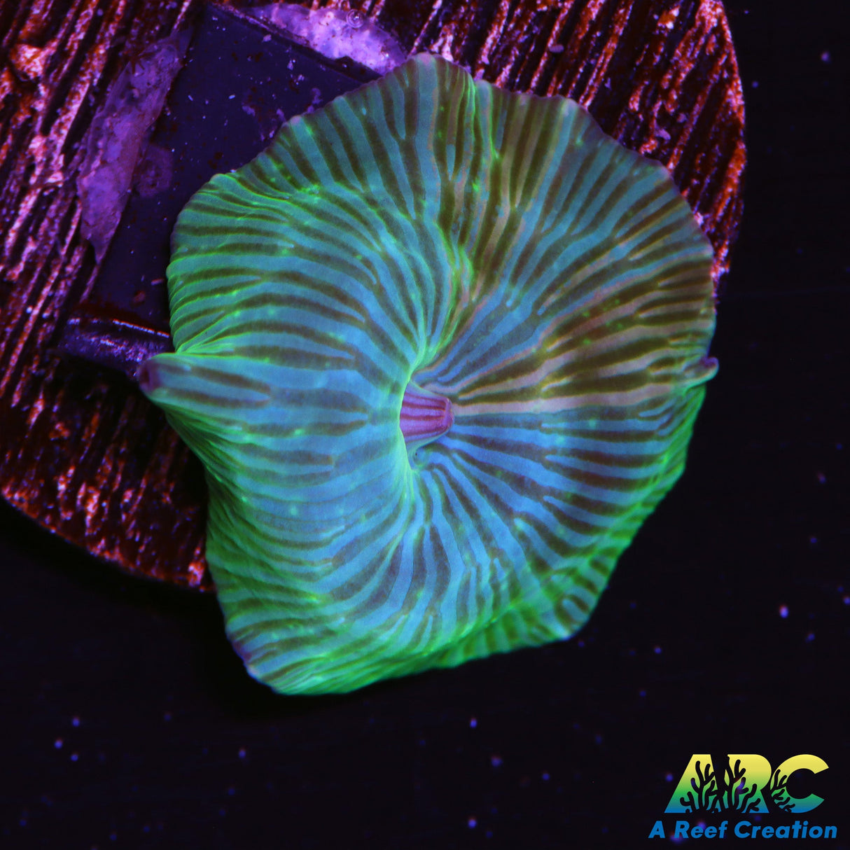 RandyO's Bicolor Mushroom