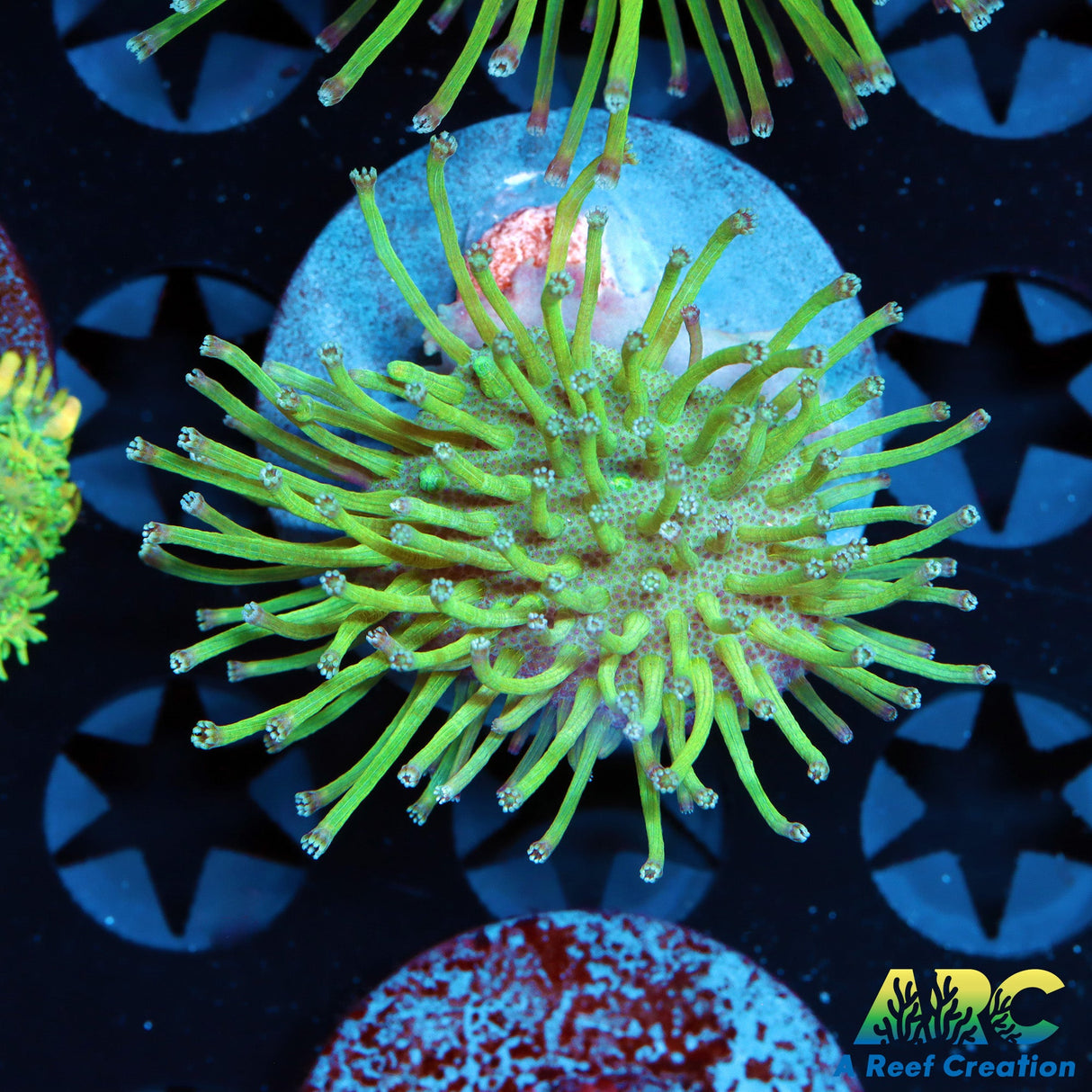 Japanese Long Polyp Toadstool