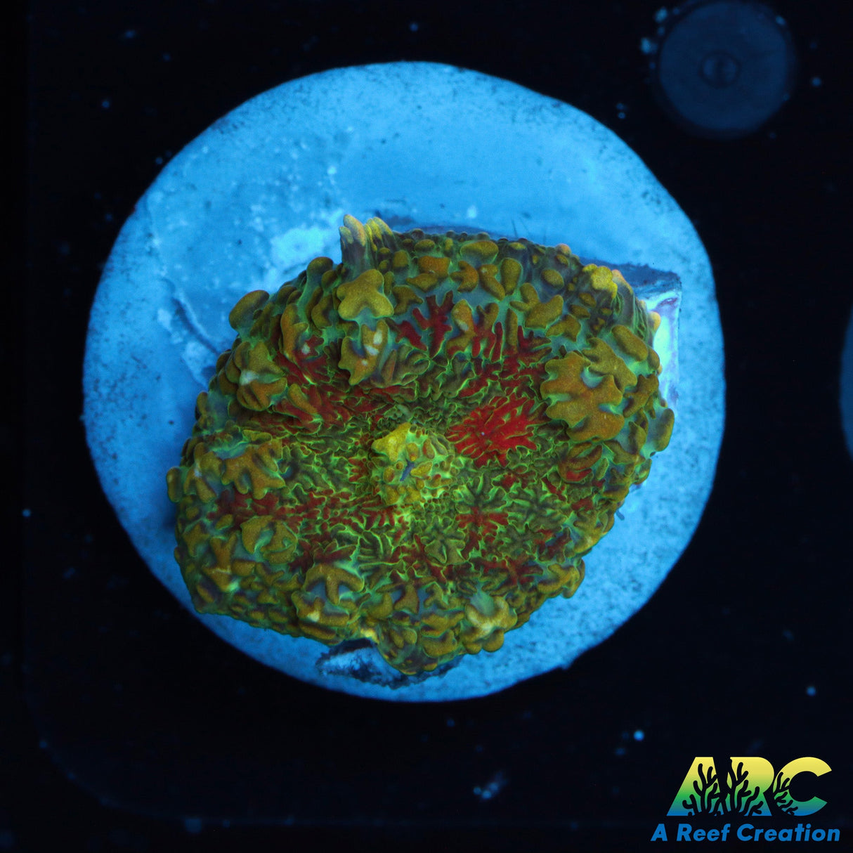 ARC Persian Rug Rhodactis