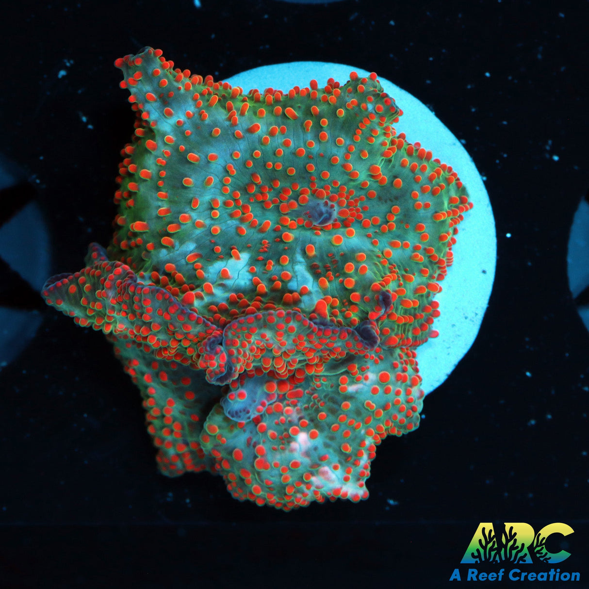 Campfire Disco Mushrooms