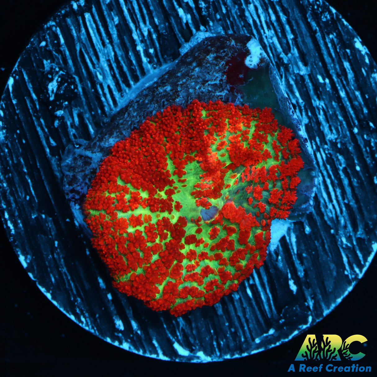 Forest Fire Rhodactis