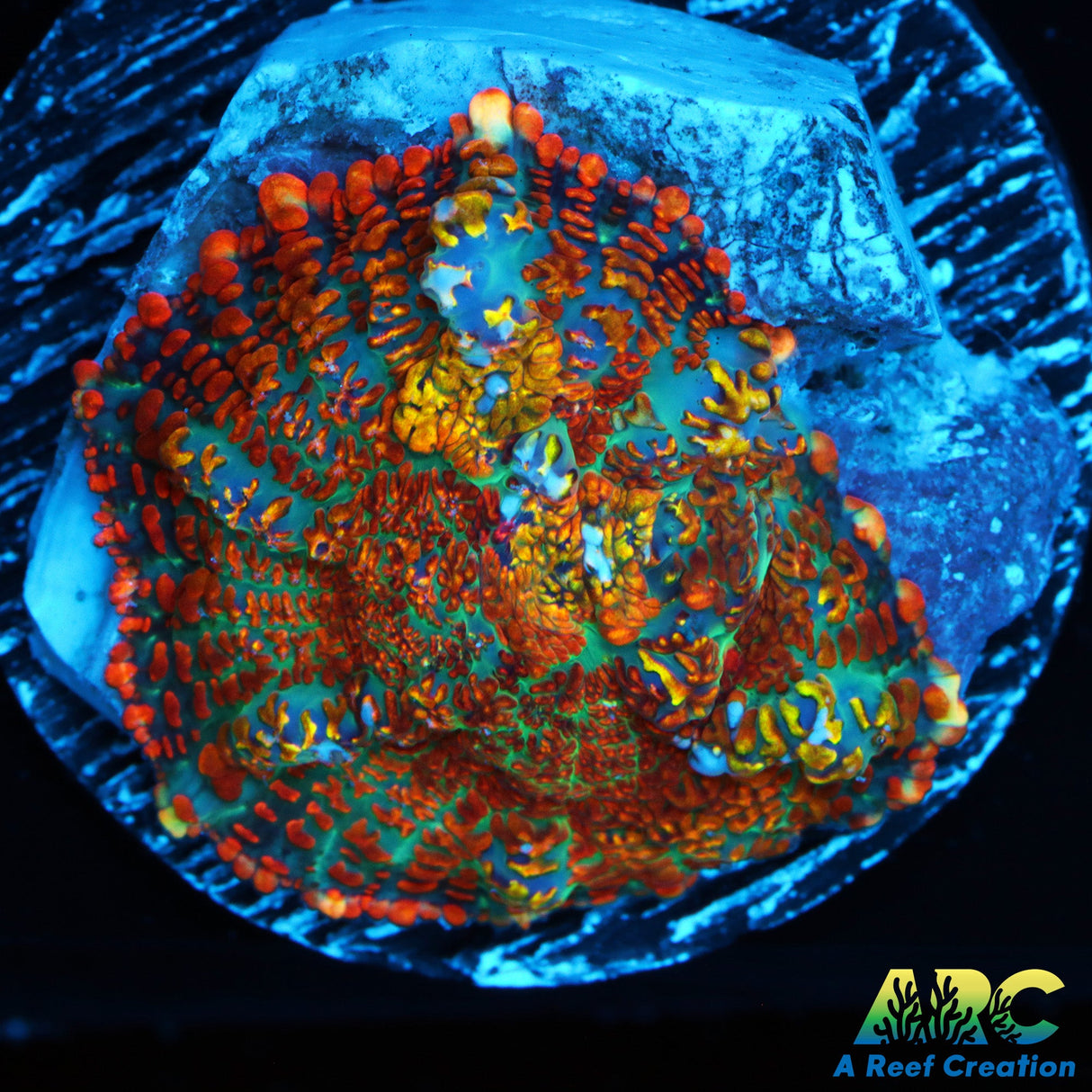 CC Colorado Grease Fire Mushroom