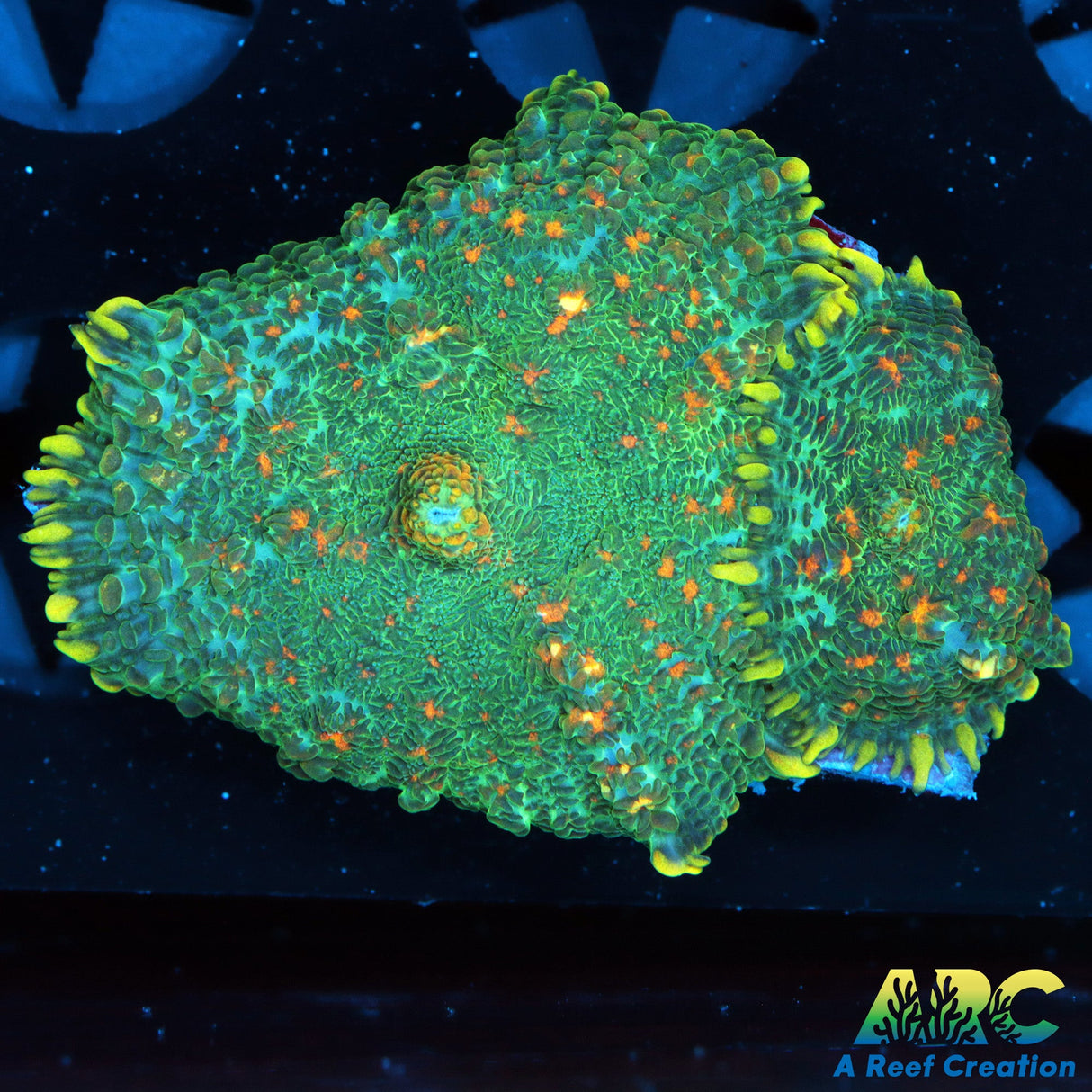 Cool Rhodactis Mushrooms