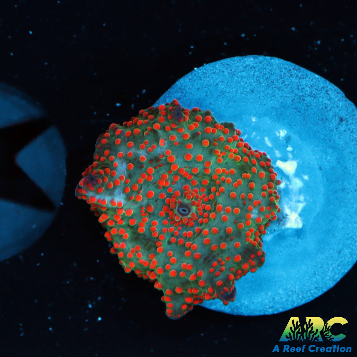 Campfire Disco Mushroom