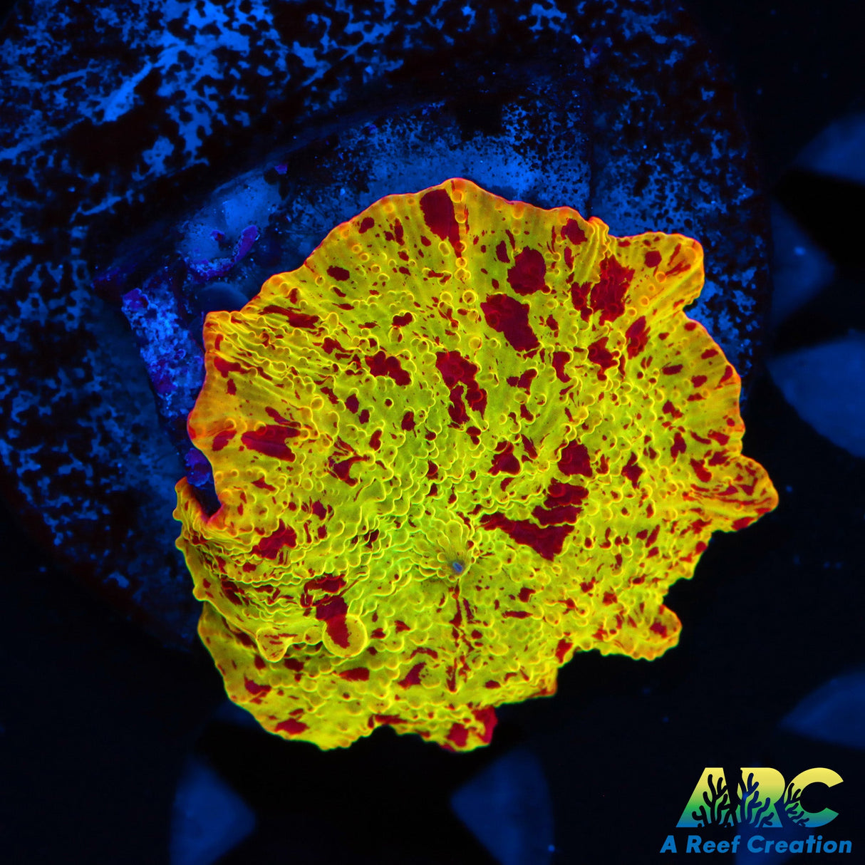 Mythical Coral's Eclectus Bounce