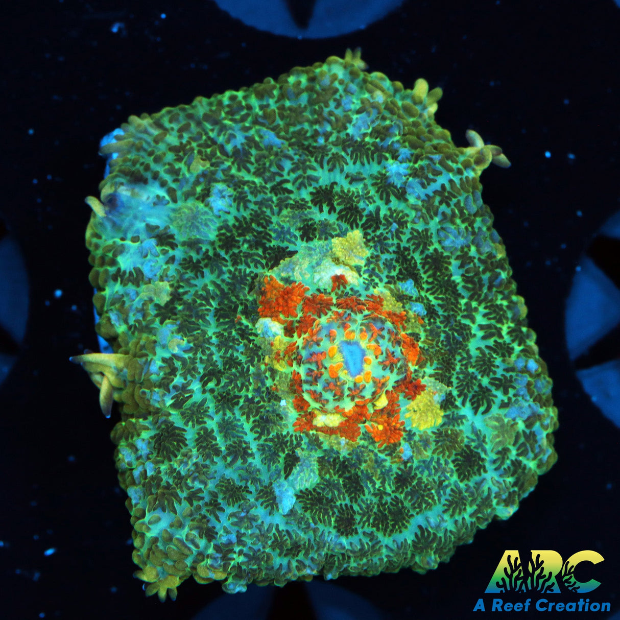 ARC Persian Rug Rhodactis