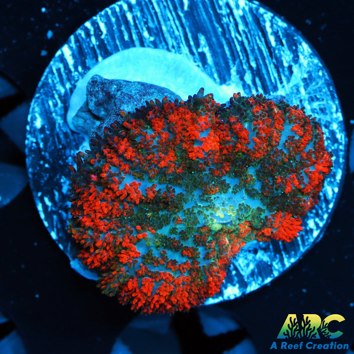 ARC Gum drop Mushroom